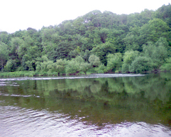 Photograph looking across the Trent to the wooded banks on the other side