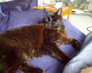 Picture of Pepe Bullen lounging on the sofa like he owns the place