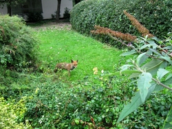 A photograph of a fox in the park near my office