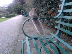 Photo of a squirrel sat on the arm of a park bench, staring at the camera