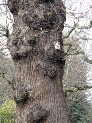 Photo of a squirrel eating a nut