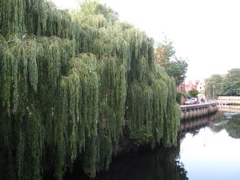 Photo of the river