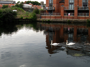 Swans swimming on the river