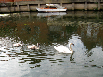 Swans on the river