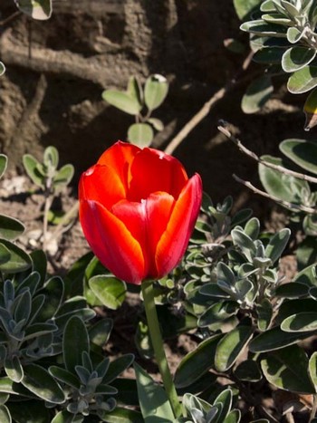 Red Tulip