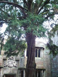 Skipton Castle: Photograph the yew tree in the Conduit Court, planted by Lady Anne Clifford in 1659